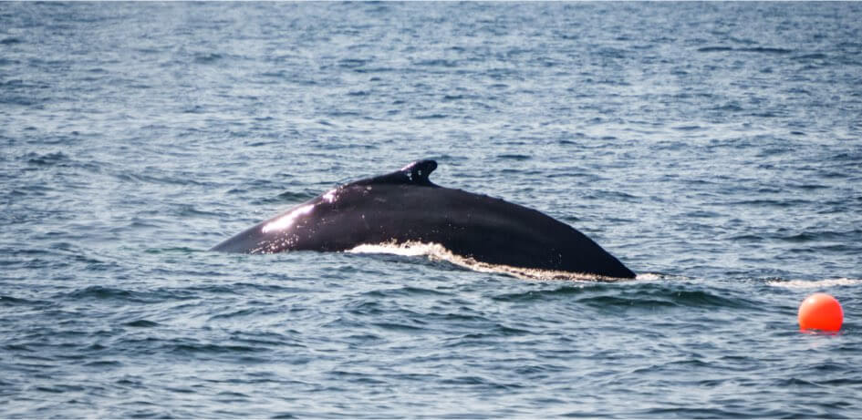 A whale crests above the ocean water