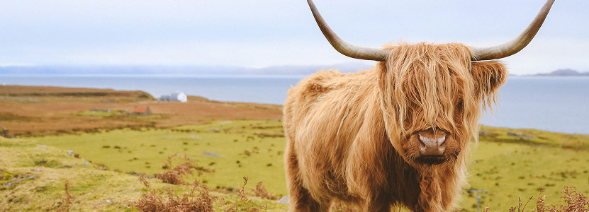 A highland cow on the Scottish coastline