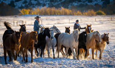 Two wranglers at work rounding up horses