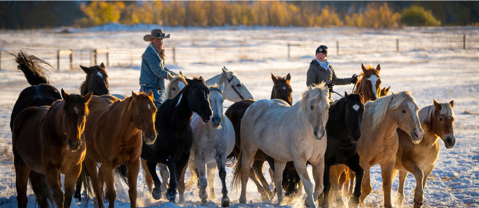 Two wranglers at work rounding up horses