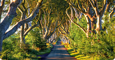 Tree-lined country road beneath a canopy of twisting beech trees.