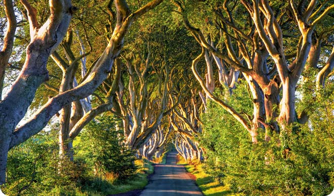 Tree-lined country road beneath a canopy of twisting beech trees.