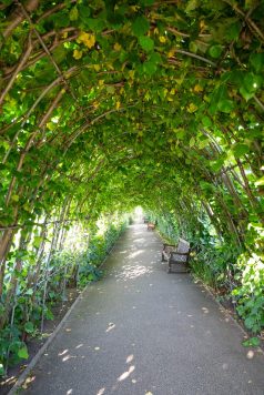 Garden pathway beneath leafy arbor