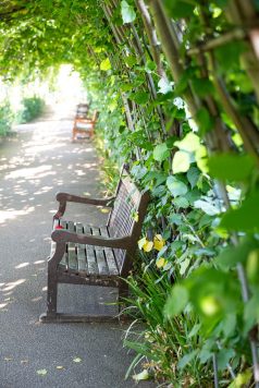 Garden bench beneath arbor walkway