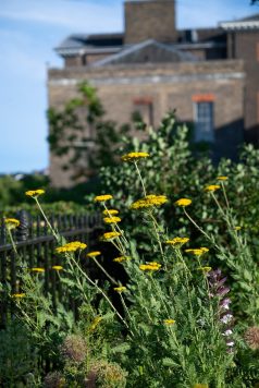 Flowers in Kensington Palace garden