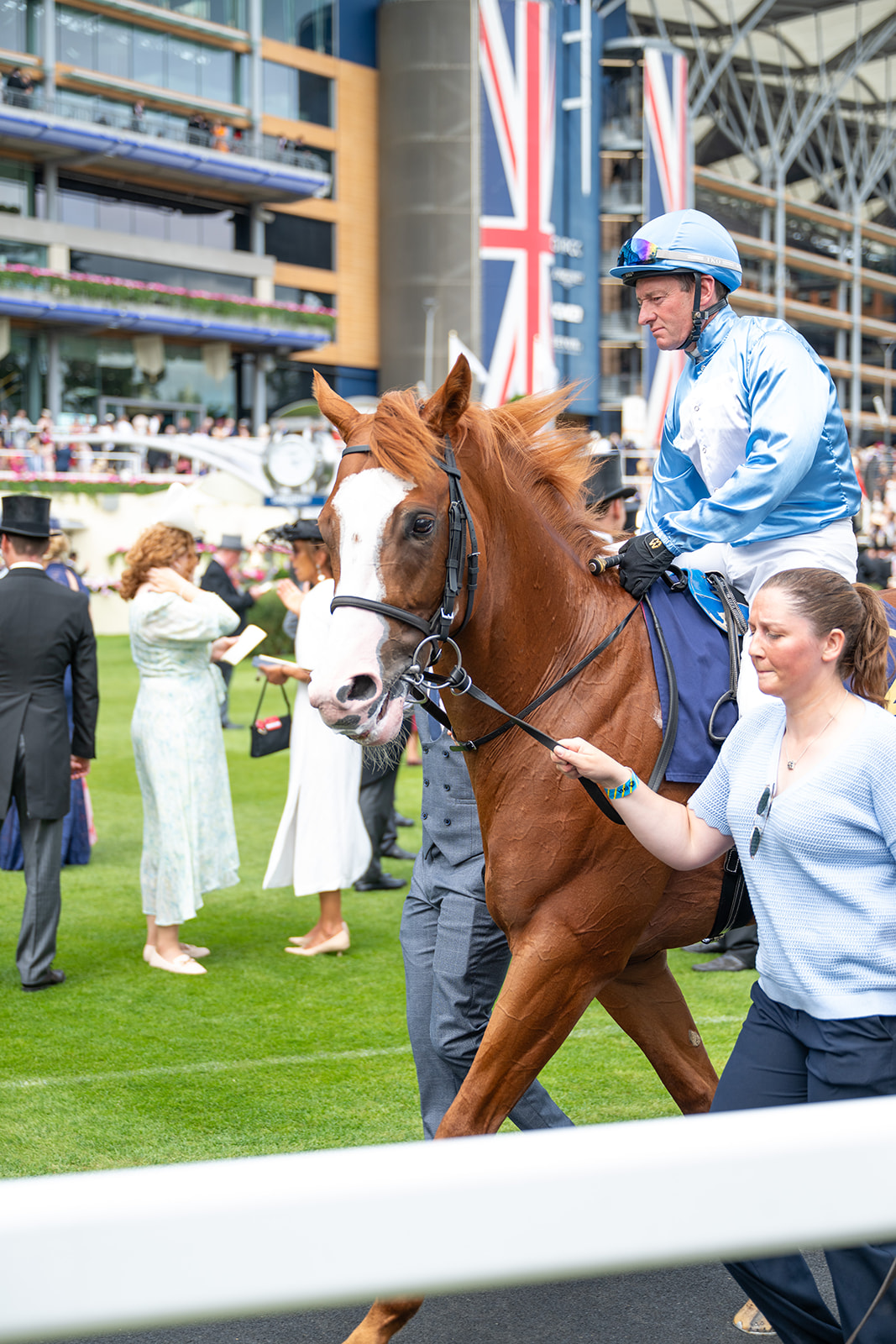 Racehorse with jockey before event