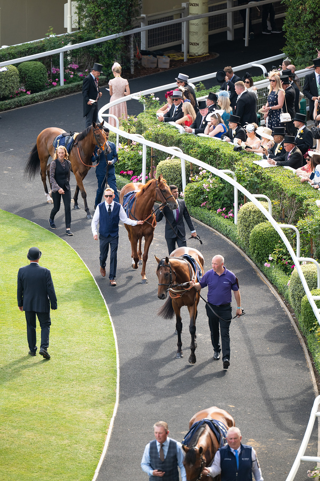 Handlers leading horses to paddock