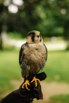 Close-up of falcon perched on glove.