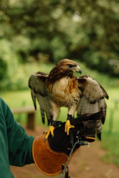 Hawk spreading wings while perched on glove.