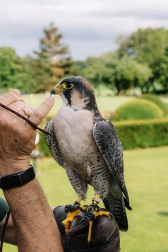 Closeup of hawk.