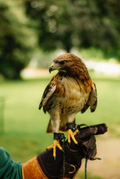 Close-up of hawk perched on glove.