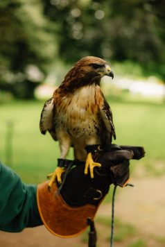 Close-up of hawk perched on gloved hand.