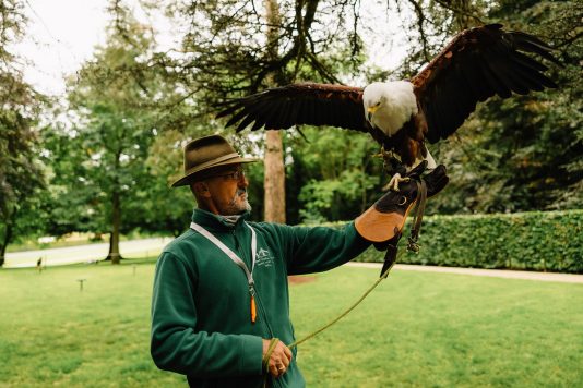 Falconer holding bird of prey with wings spread.