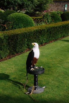 Bird of prey perched on stand near hedge.
