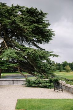 Tree overlooking the golf course landscape.