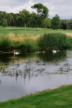 Swans swimming in a grassy pond.
