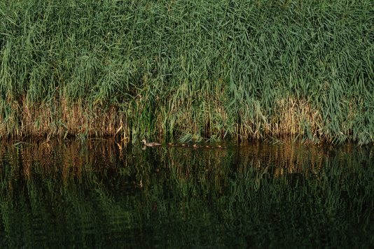 Reeds growing along a water’s edge.