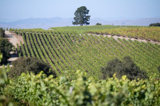Vineyard views in Santa Barbara wine country