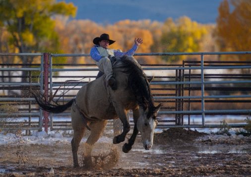Cowboy riding bucking horse